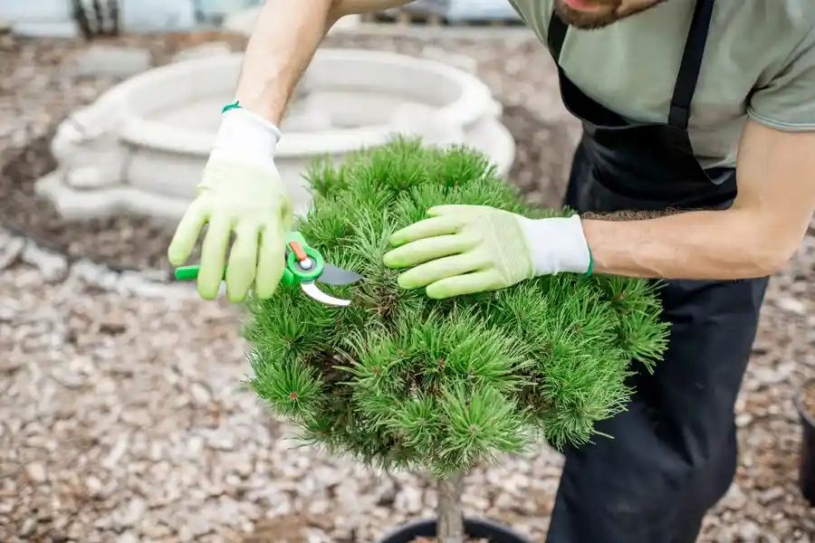 Tree Trimming Service