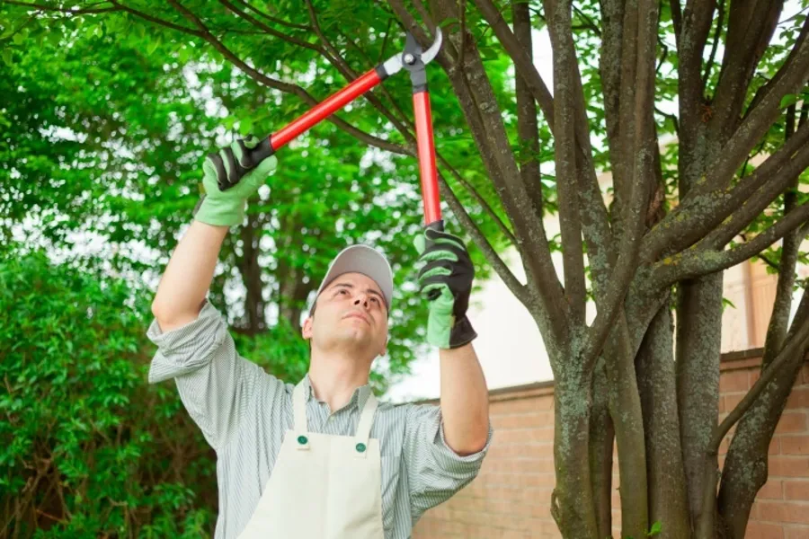 How Often to Trim Trees Upper Black Eddy, PA