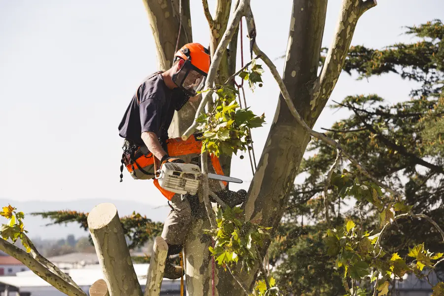 Dependable Tree Trimming Service Upper Black Eddy, PA