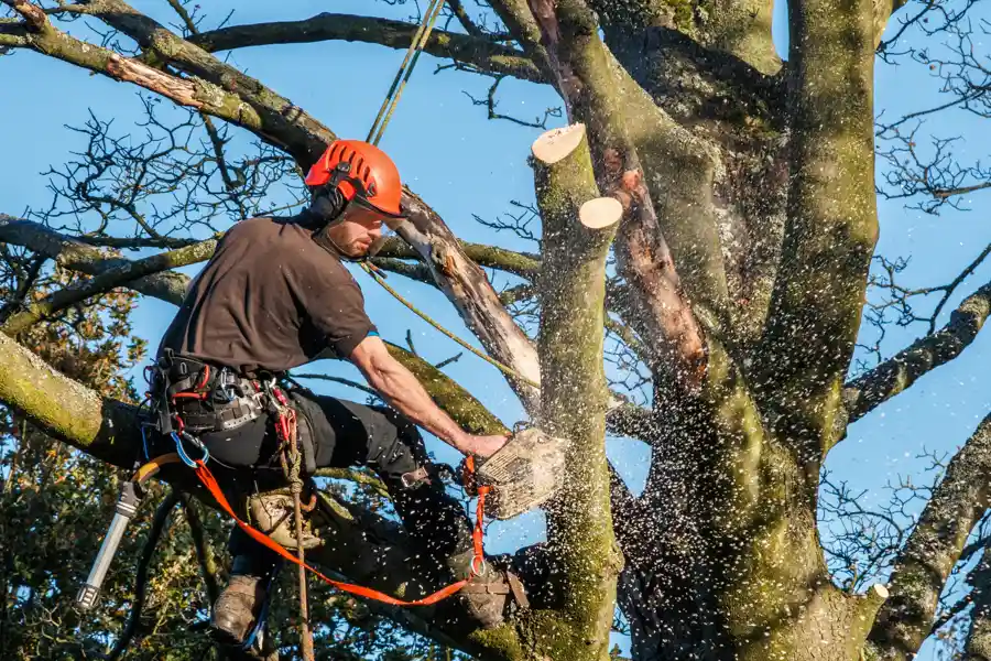 Tree Trimming Tips Upper Black Eddy, PA