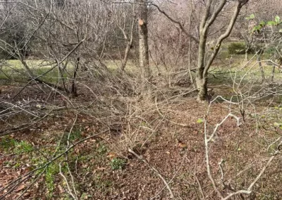 Tree Trimming Service