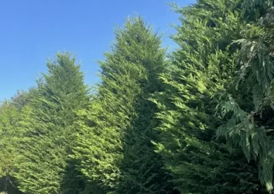 Tree Trimming Service